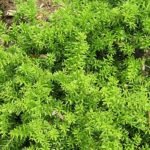 Podocarpus nivalis boom met groene bladeren en rode bessen.