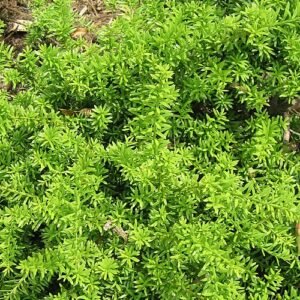 Podocarpus nivalis boom met groene bladeren en rode bessen.