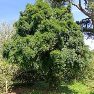 Podocarpus salignus boom met donkergroene bladeren en gele bloemen.
