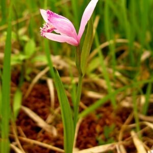 Pogonia japonica orchidee bloem op groene bladeren.