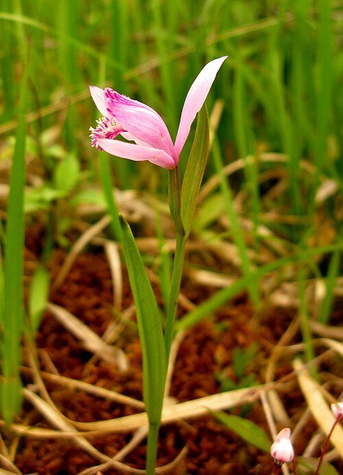 Pogonia japonica orchidee bloem op groene bladeren.