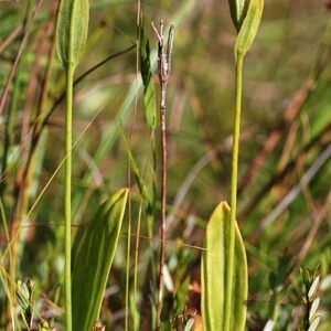Pogonia ophioglossoides bloem met roze bloembladeren en groene bladeren in natuurlijke habitat.