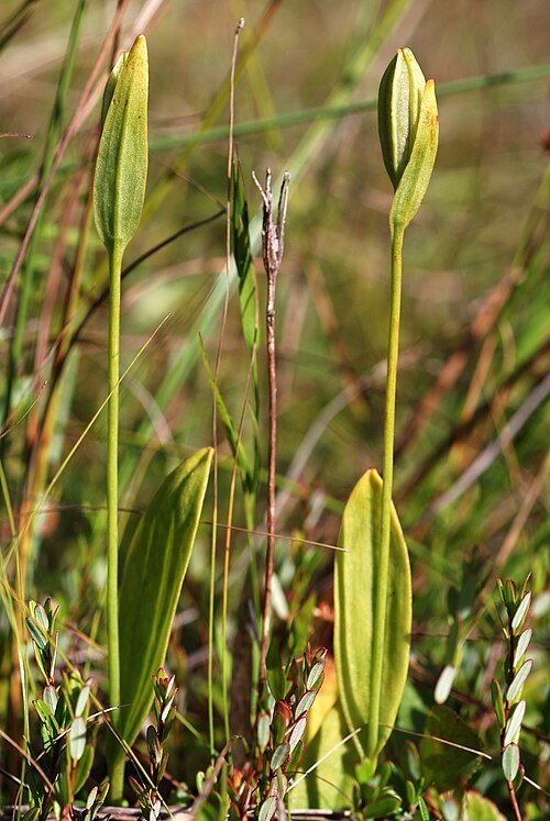Pogonia ophioglossoides bloem met roze bloembladeren en groene bladeren in natuurlijke habitat.