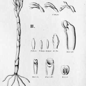 Botanische illustratie van Pogoniopsis nidus-avis plant met gedetailleerde bladeren en bloemen.