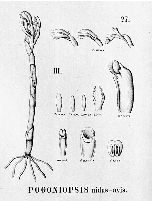Botanische illustratie van Pogoniopsis nidus-avis plant met gedetailleerde bladeren en bloemen.