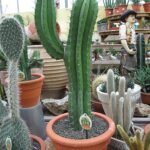 Polaskia chichipe plant met groen-blauw cilindrisch lichaam en stekelige textuur.