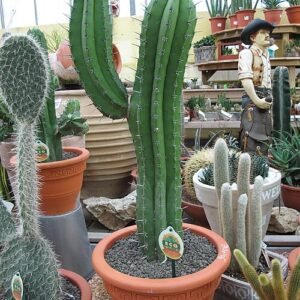 Polaskia chichipe plant met groen-blauw cilindrisch lichaam en stekelige textuur.