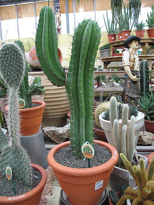 Polaskia chichipe plant met groen-blauw cilindrisch lichaam en stekelige textuur.