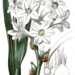 Witte bloemen van Polianthes tuberosa plant.