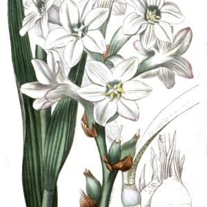 Witte bloemen van Polianthes tuberosa plant.