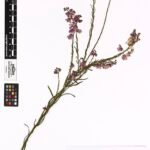 Polygala virgata plant met paarse bloemen en groene bladeren.