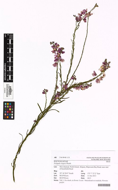 Polygala virgata plant met paarse bloemen en groene bladeren.