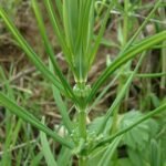 Kranssalomonszegel met groene bladeren en hangende witte bloemen.
