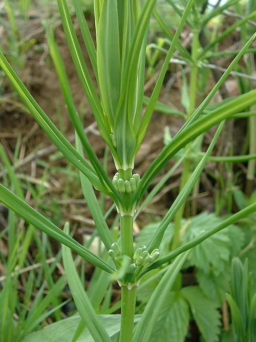 Kranssalomonszegel met groene bladeren en hangende witte bloemen.