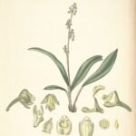 Polystachya concreta orchidee met witte bloemen en groene bladeren.