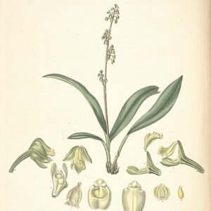 Polystachya concreta orchidee met witte bloemen en groene bladeren.