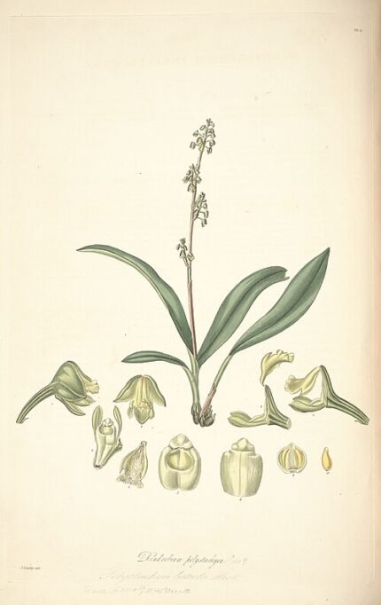 Polystachya concreta orchidee met witte bloemen en groene bladeren.