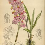 Bloeiende Polystachyinae orchidee met witte bloemen en groene bladeren.