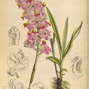 Bloeiende Polystachyinae orchidee met witte bloemen en groene bladeren.