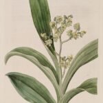 Bloeiende witte Polystachya puberula orchidee op een tak.