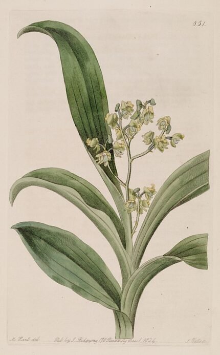 Bloeiende witte Polystachya puberula orchidee op een tak.