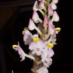 Polystachya victoriae orchidee met witte bloemen en groene bladeren op neutrale achtergrond.
