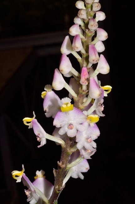 Polystachya victoriae orchidee met witte bloemen en groene bladeren op neutrale achtergrond.