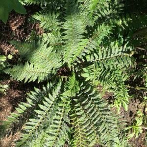 Polystichum winterharde plant met frisgroene bladeren en fijne textuur.