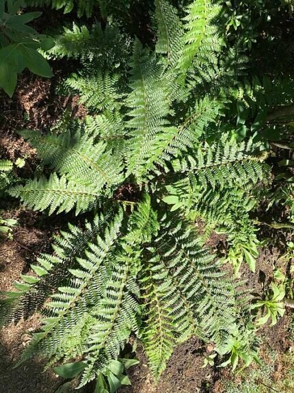 Polystichum winterharde plant met frisgroene bladeren en fijne textuur.