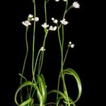 Bloeiende Hemipilia keiskei orchidee met witte en gele bloemen.
