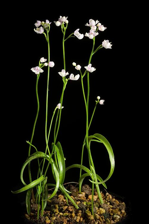 Bloeiende Hemipilia keiskei orchidee met witte en gele bloemen.