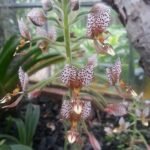 Ponthieva maculata orchidee met witte bloemblaadjes en donkere vlekken op groen blad.