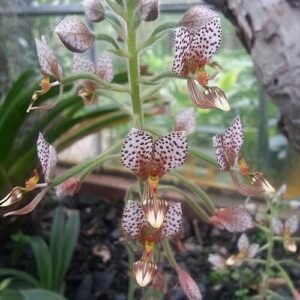 Ponthieva maculata orchidee met witte bloemblaadjes en donkere vlekken op groen blad.