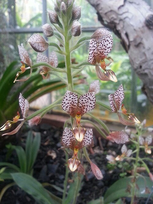 Ponthieva maculata orchidee met witte bloemblaadjes en donkere vlekken op groen blad.