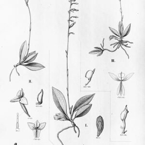 Ponthieva orchideeën in diverse kleuren en vormen tegen groene achtergrond.
