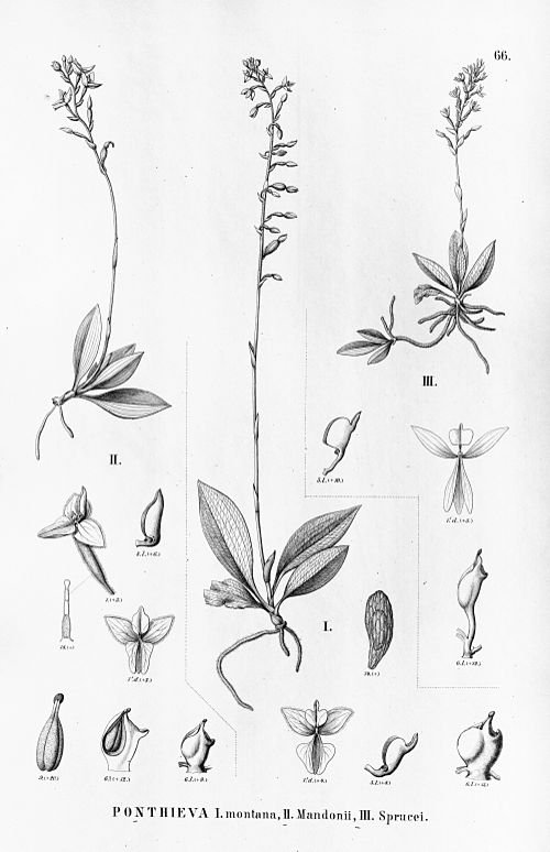 Ponthieva orchideeën in diverse kleuren en vormen tegen groene achtergrond.