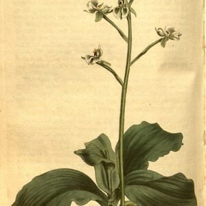 Delicate witte bloemen van Ponthieva racemosa tegen natuurlijke achtergrond.