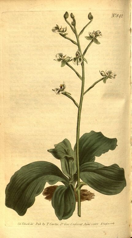 Delicate witte bloemen van Ponthieva racemosa tegen natuurlijke achtergrond.