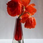 Boeket van klaprozen in heldere kleuren.