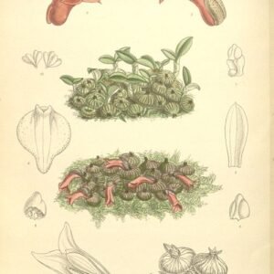 Roze orchideeën in volle bloei op donkere achtergrond.