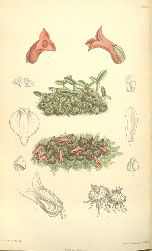 Roze orchideeën in volle bloei op donkere achtergrond.