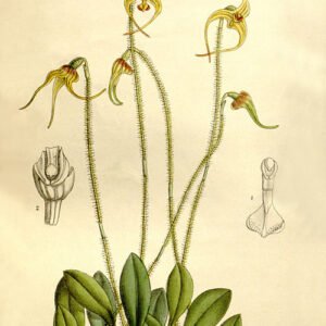 Porroglossum orchidee met groen-witte bloemen en blad in botanische illustratie.