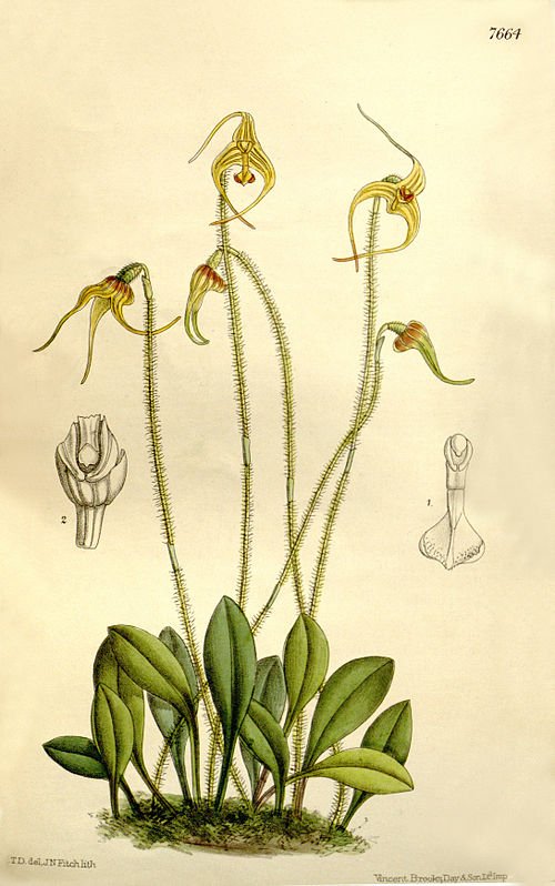 Porroglossum orchidee met groen-witte bloemen en blad in botanische illustratie.