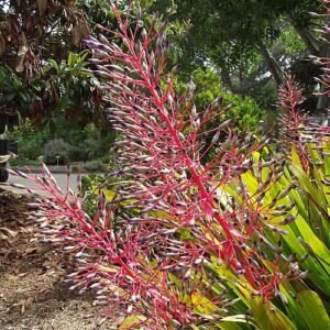 Portea petropolitana plant met rode bloemkelken op houten achtergrond.