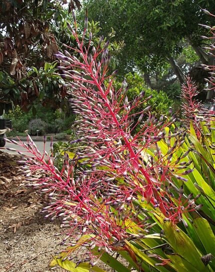 Portea petropolitana plant met rode bloemkelken op houten achtergrond.