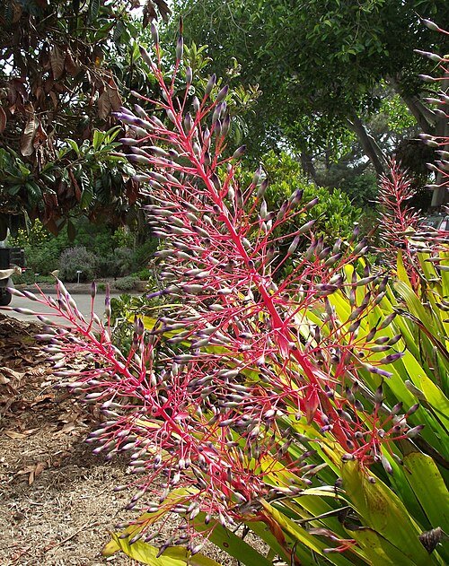 Portea petropolitana plant met rode bloemkelken op houten achtergrond.