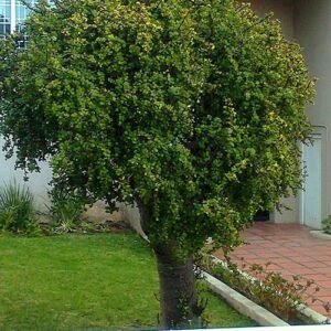 Portulacaria afra plant in South Africa with clay soil and sunlight.