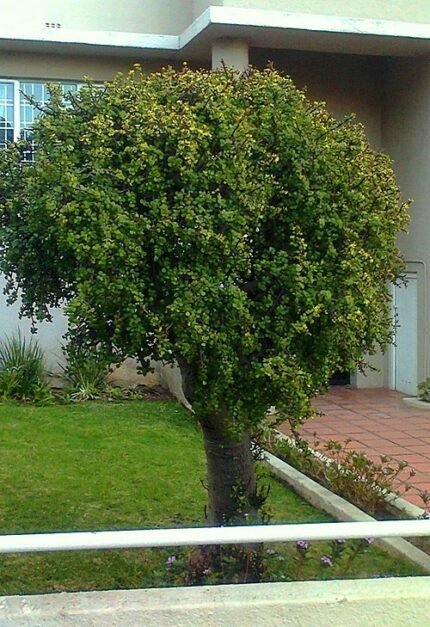Portulacaria afra plant in South Africa with clay soil and sunlight.