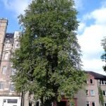 Mogelijke Ulmus glabra 'Insularis' boom met groene bladeren in park.