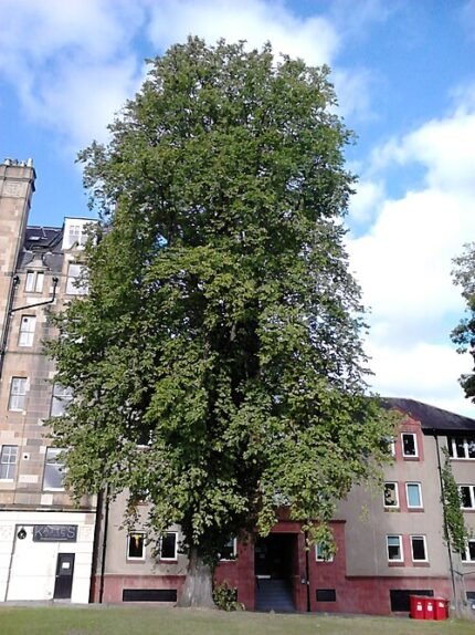 Mogelijke Ulmus glabra 'Insularis' boom met groene bladeren in park.